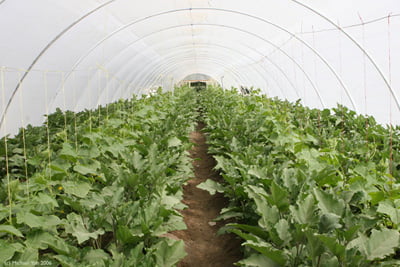 After seeing them work on experimental farm sites, many farmers have been persuaded to use the Israeli drip system, and to use “tunnels” like the one pictured above.