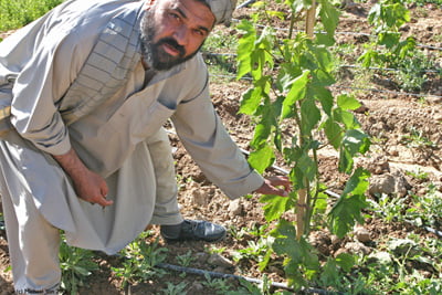 Afghan inertia arises when trying to persuade stone-aged farmers, who typically live in mud houses, that with these new ideas and systems, they can make a decent living without growing poppy.