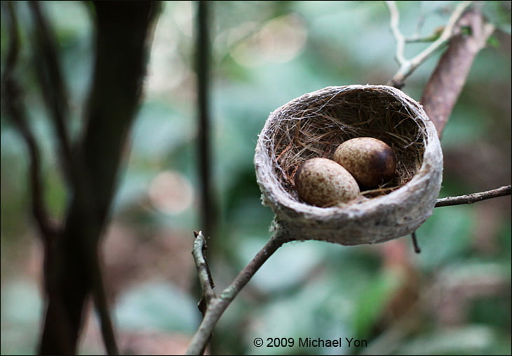 This nest was about four feet off the ground, deep in a jungle on the Brunei-Malaysia border. It appeared to be made from spiderweb and straw. I came across it yesterday and have no idea what species of bird made it. I photographed the nest and left immediately.