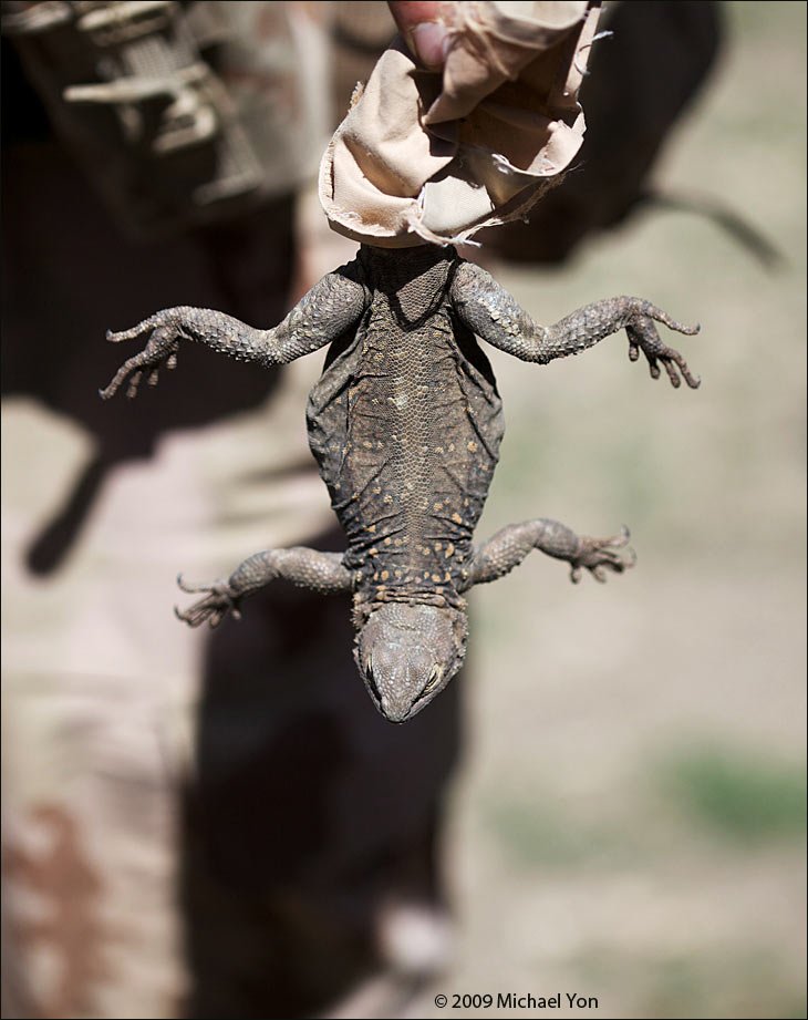 Then the soldier walked down with this lizard, and we all said, 'Wow!  Look at that thing!' 