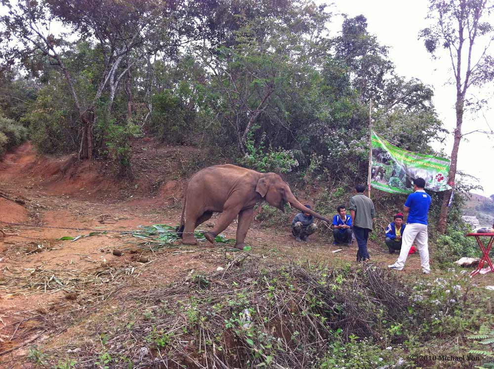Beggar elephants are common in Thailand.  They are banned from the cities but can be seen in Bangkok and Chiang Mai.