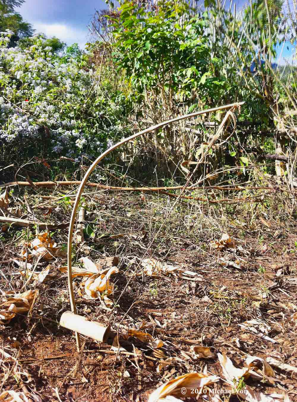 Thai Rat trap.